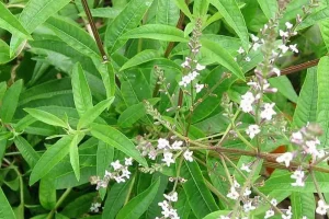 hierba-luisa-cedron-1